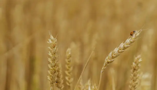 Photo of Spikelets of wheat. Close-up wheat