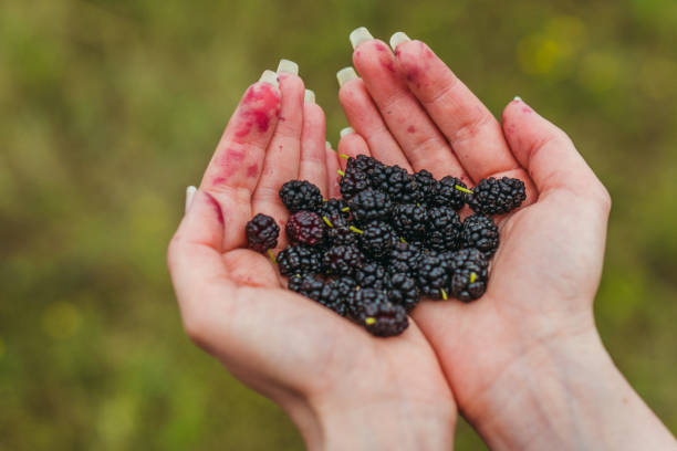 istock Mulberry. Hands holding mulberry berry 1346057099