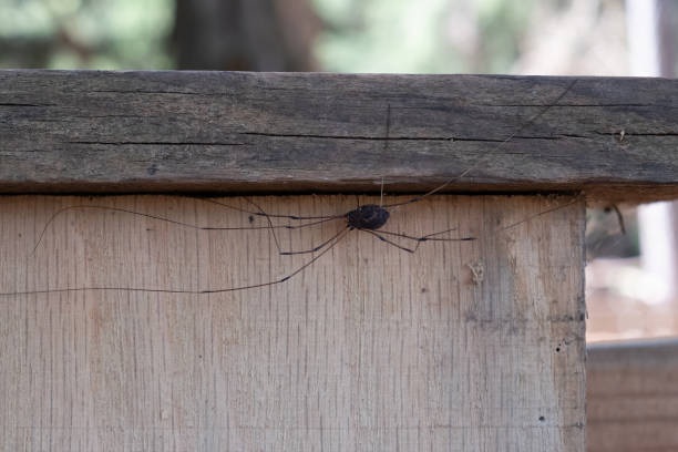 istock Daddy-longlegs on wooden post with detail and negative space for copy 1346058519