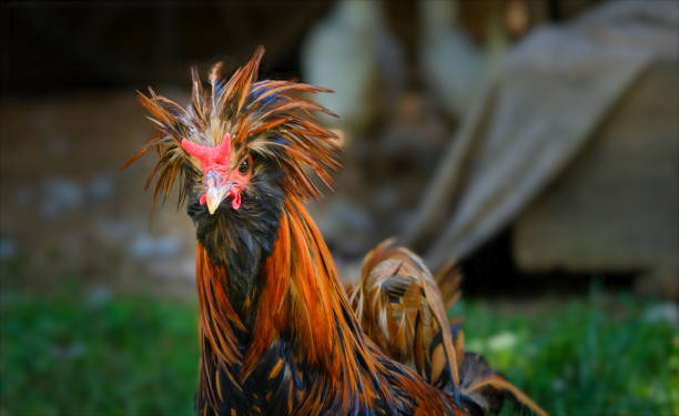 istock Polish rooster with fabulous plumage looking at the camera 1346058611
