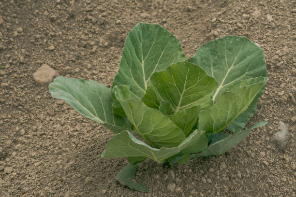 istock cabbage plant in the field 1346058620
