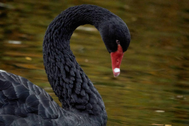 istock Beautiful black swans in the pond. 1346058669