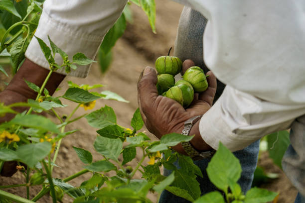 hand holding a organic tomatillos in the field