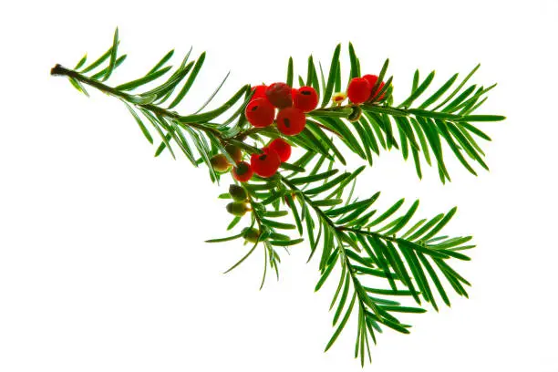Twig of Taxus with berries. Paclitaxel and Docetoxel are important drugs against breast cancer, found by the medicinal use of yew, which is a very toxic plant.