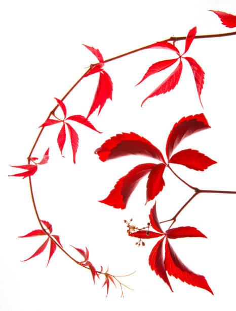 istock Autumn red colored branches of wild vine leaves 1346059754
