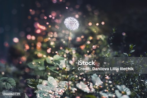 istock The concept of natural night illumination.  A glowing dandelion in the dark in the summer. Magic 1346060729