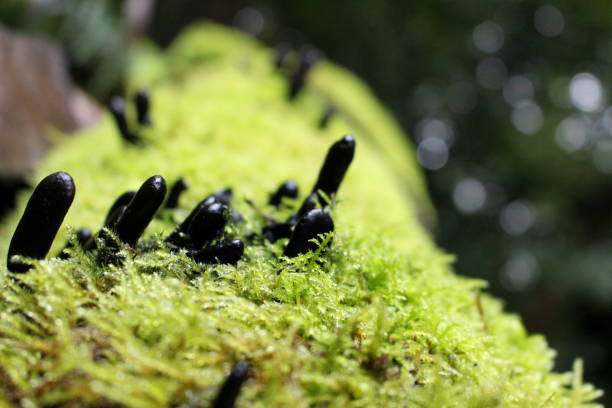 xylaria polymorpha, uomo morto dita funghi funghi funghi su un albero caduto in un bosco - xylaria foto e immagini stock