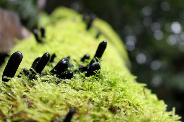 xylaria polymorpha, мертвецы пальцы грибов грибов на упавшем дереве в лесу - xylaria стоковые фото и изображения