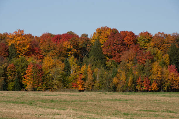 istock Fall colors in the Canadian countryside 1346061776