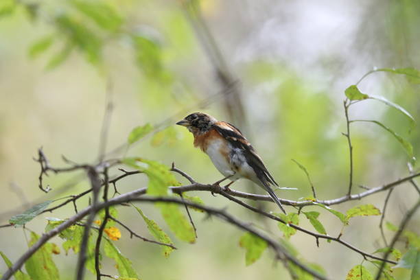 istock a brambling on a branch of tree 1346063319