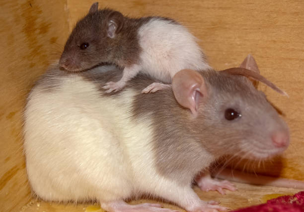 istock home rats family close-up composition 1346063557