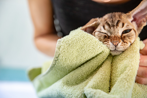 Cute Devon Rex cat in bath towel