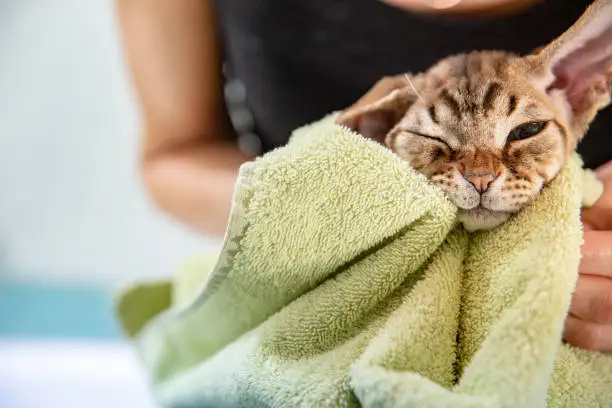 Photo of Cute Devon Rex cat in bath towel