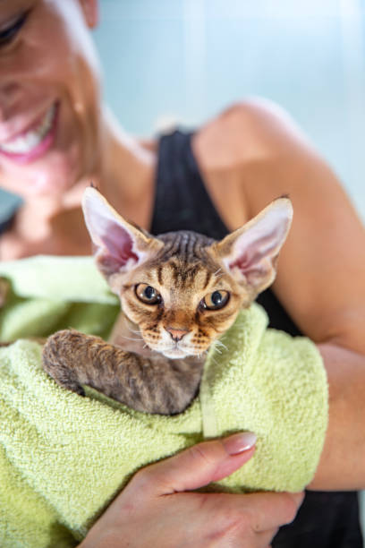 istock Cute Devon Rex cat portrait in a bath towel after a relaxing shower 1346063610