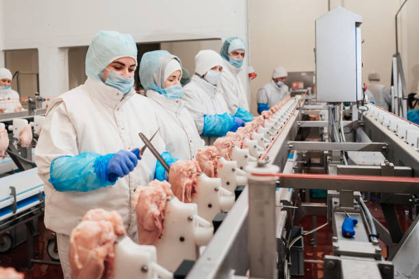 planta procesadora de carne. equipos industriales en una fábrica de carne. moderna planta de procesamiento de aves de corral. personas que trabajan en una fábrica de pollos - foto de archivo. línea de producción automatizada en una moderna fábrica de  - industry chicken agriculture poultry fotografías e imágenes de stock