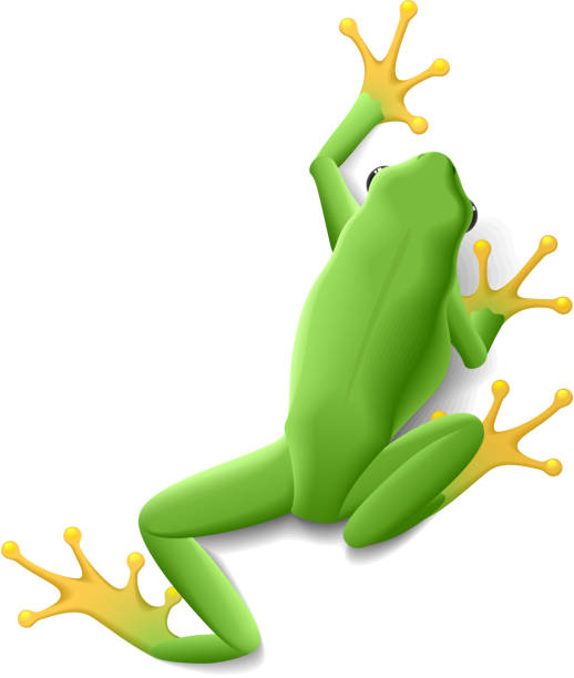 Green frog Green frog illustration reptile feet stock illustrations