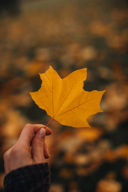 istock Female hand holding a fallen yellow maple leave. Autumnal background 1346067258