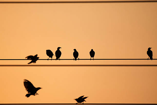 Mynas flock over power cables in the Indian state of Madhya Pradesh