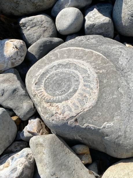 A large Fossil on a rock in Dorset. Ammonite fossil. jurassic coast world heritage site stock pictures, royalty-free photos & images