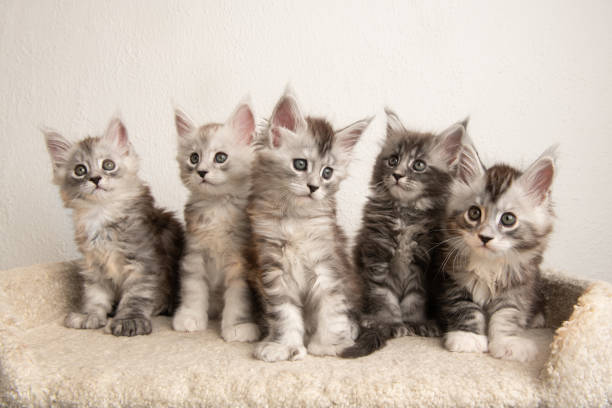 Group of five baby kitten of maine coon cat stock photo