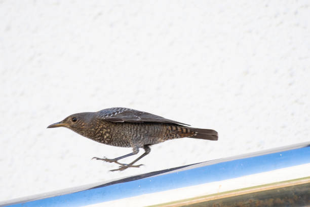 Blue rockthrush female taking off from a building