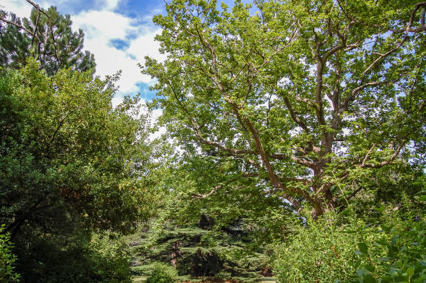 istock trees and bushes in the park nature view 1346073556