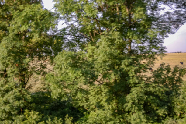 trees and bushes in the park nature view landscape