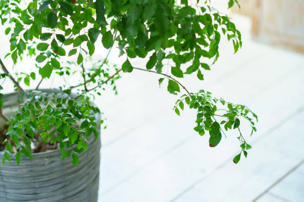istock Potted foliage plants placed indoors 1346074699