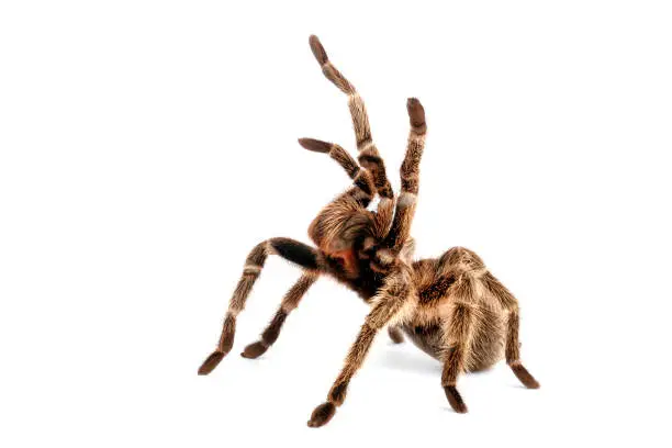 Chilean Rose Hair Tarantula (Grammostola rosea). On white background.