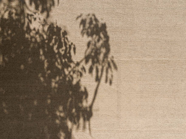 Foliage Shadow on Wind Screen – Center - fotografia de stock