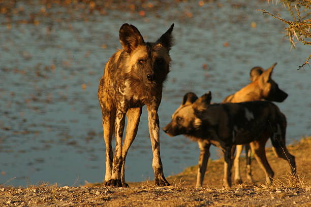 istock African Wild Dog by waterhole 134607999