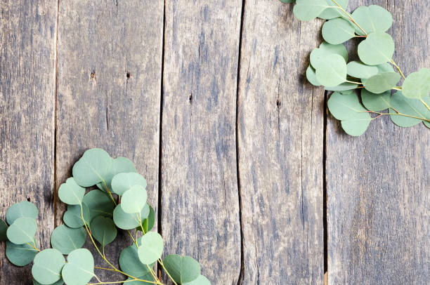istock Eucalyptus branches on wooden background 1346080547