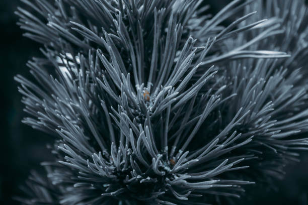 istock Fluffy prickly pine branches. Fluffy blue coniferous branch close-up on a dark background. Long pine needles. Floral background for design; social networks. Horizontal photo. 1346081099