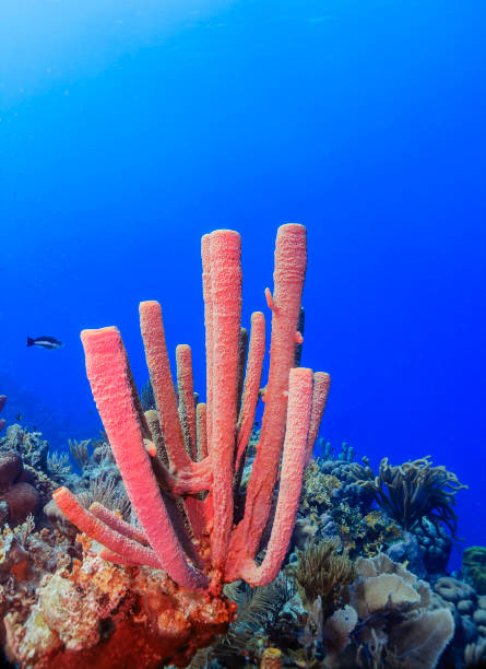 istock Caribbean coral garden 1346082227