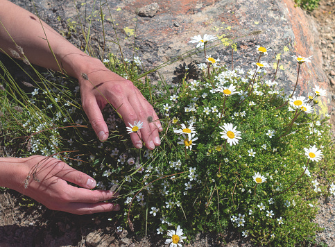 Female hands hold wild mountain flowers growing from stone. Concept of conservation of nature and endangered plant species.Close up.