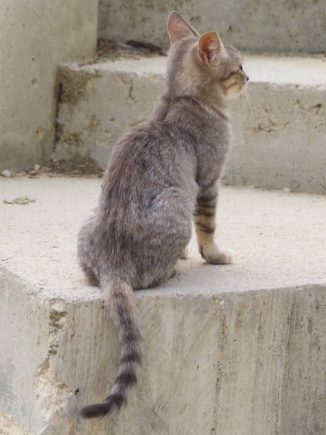 Rear view of gray tabby kitten outside on stone surface
