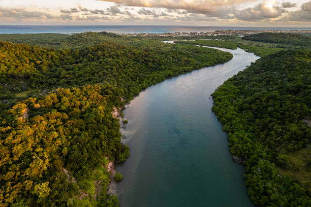 atlantic forest river in brazil - biodiversity imagens e fotografias de stock