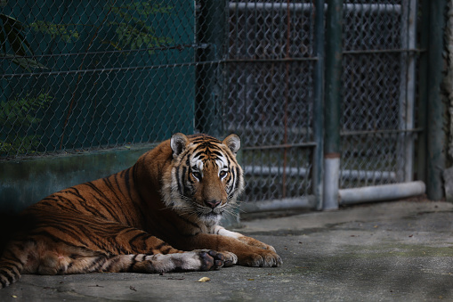 A lonely tiger sitting in the cage.