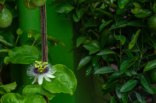 Blue passionflower against green background. Horizontal shot with Copy space