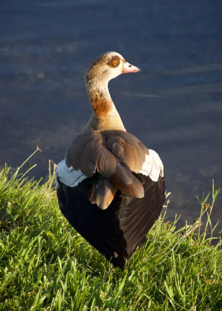 Egyptian goose by the lake