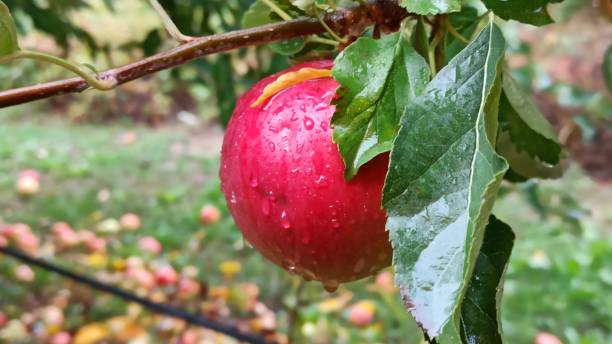 istock Ripe apples after the rain in an orchard ready for harvest 1346093115