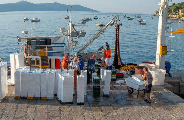fishermen sorting out the catch in the harbor of moscenicka draga in the early morning. - harbor editorial industrial ship container ship imagens e fotografias de stock
