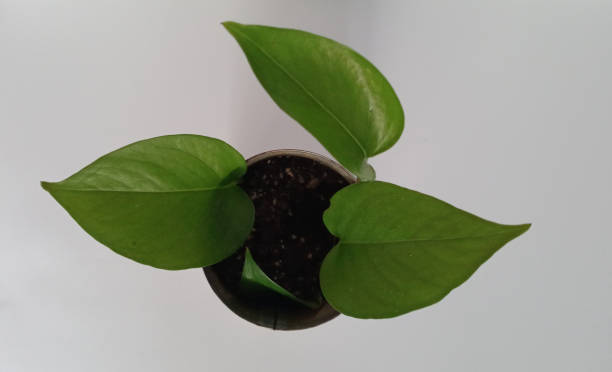 istock evergreen potted plant in iron pot 1346093927