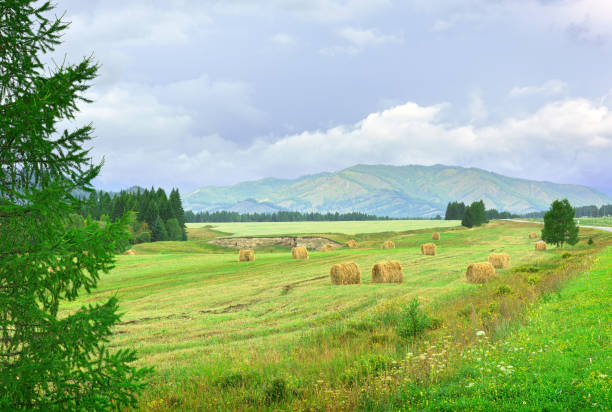 The extensive, undulating and colorful patchwork of farms is very attractive landscape of the Town of Biei in Hokkaido, which make a sharp difference from flat rice fields in the other islands of Japan’s rural landscape, including that of Hoshu (Main Island). One of the main reasons is the changing of crops (crop rotation) in order to avoid soil sickness. There are many so-called lookouts in the town, which command excellent view of the landscape, such as Shin-ei Hill, San-ai Hill, Hokusei Hill, Shujitu Hill and Road of Patchworks.