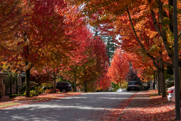 istock Autumn leaves and colours 1346104654