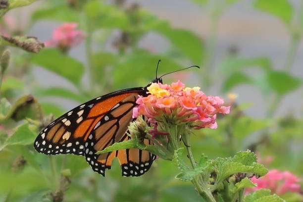 istock Peek-a-boo Monarch Butterfly 1346104671