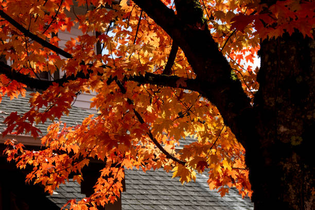 istock Autumn leaves and colours 1346104677
