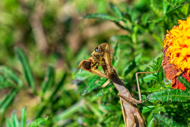 Praying mantis eating its prey in the flower bushes
