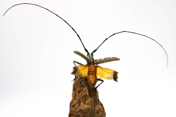 Longhorn beetle with its wings spread to take off.