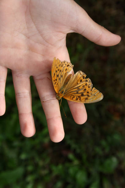 istock A tiger butterfly sits on a child's palm. 1346106512